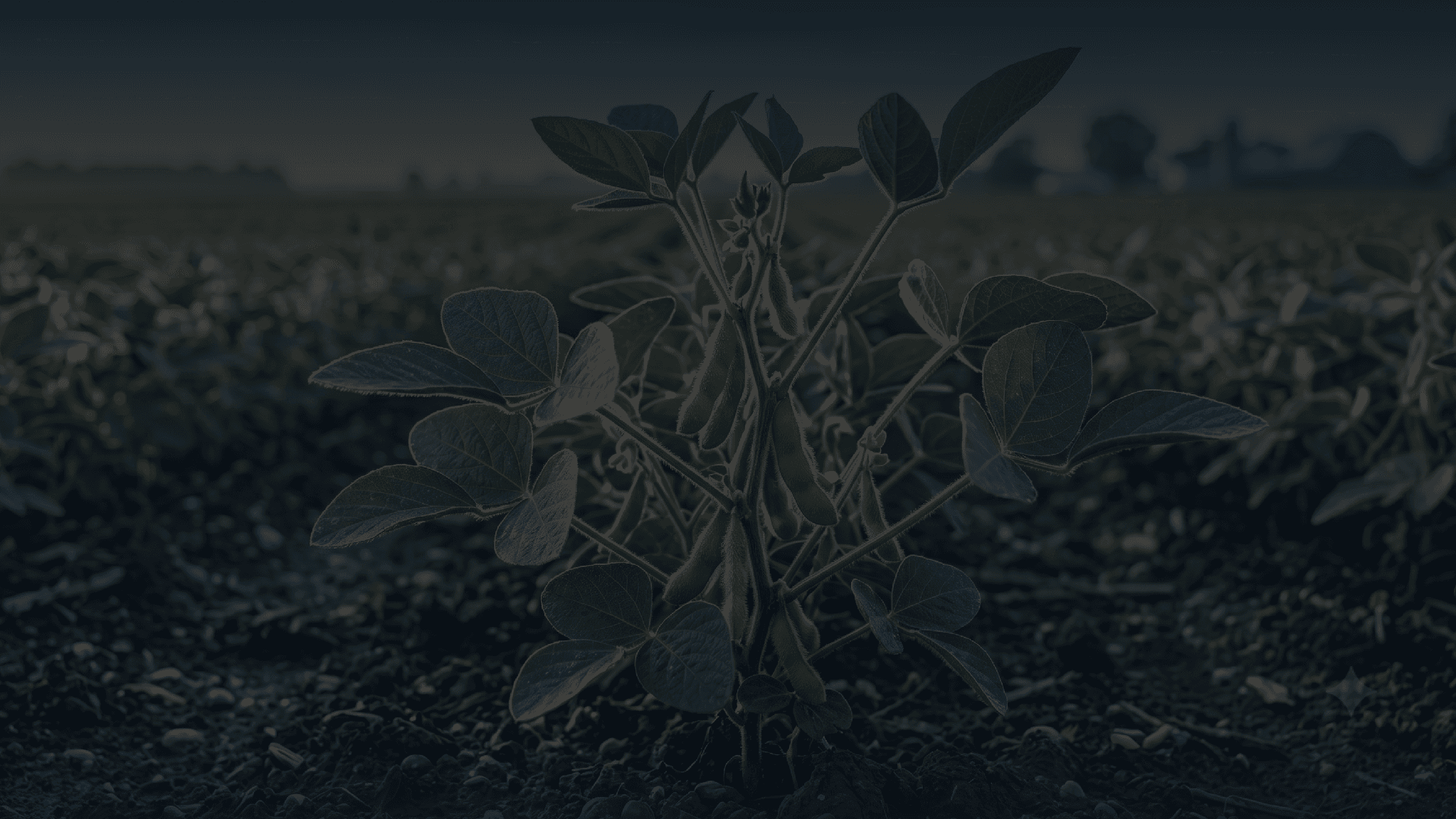 Soy field at sunset